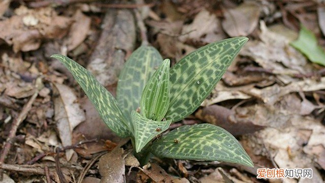 斑叶兰当花卉养可以吗? 斑叶兰怎么养