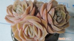 昂斯诺怎么养成手捧花造型 昂斯诺怎么养