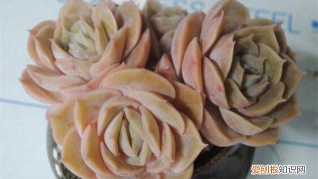 昂斯诺怎么养成手捧花造型 昂斯诺怎么养