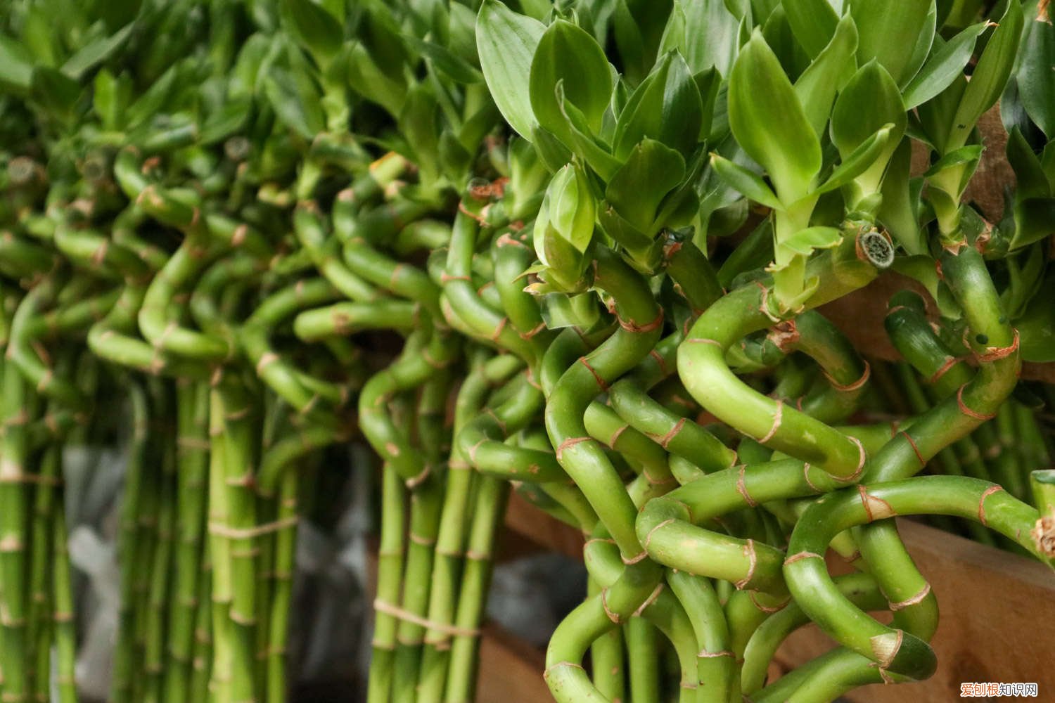 富贵竹用啥水养最好 富贵竹用什么水养最好