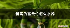 刚买回来的富贵竹用什么水养 新买的富贵竹怎么水养