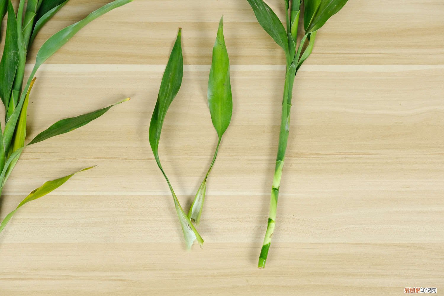 富贵竹的营养液怎么做 富贵竹用什么做营养液