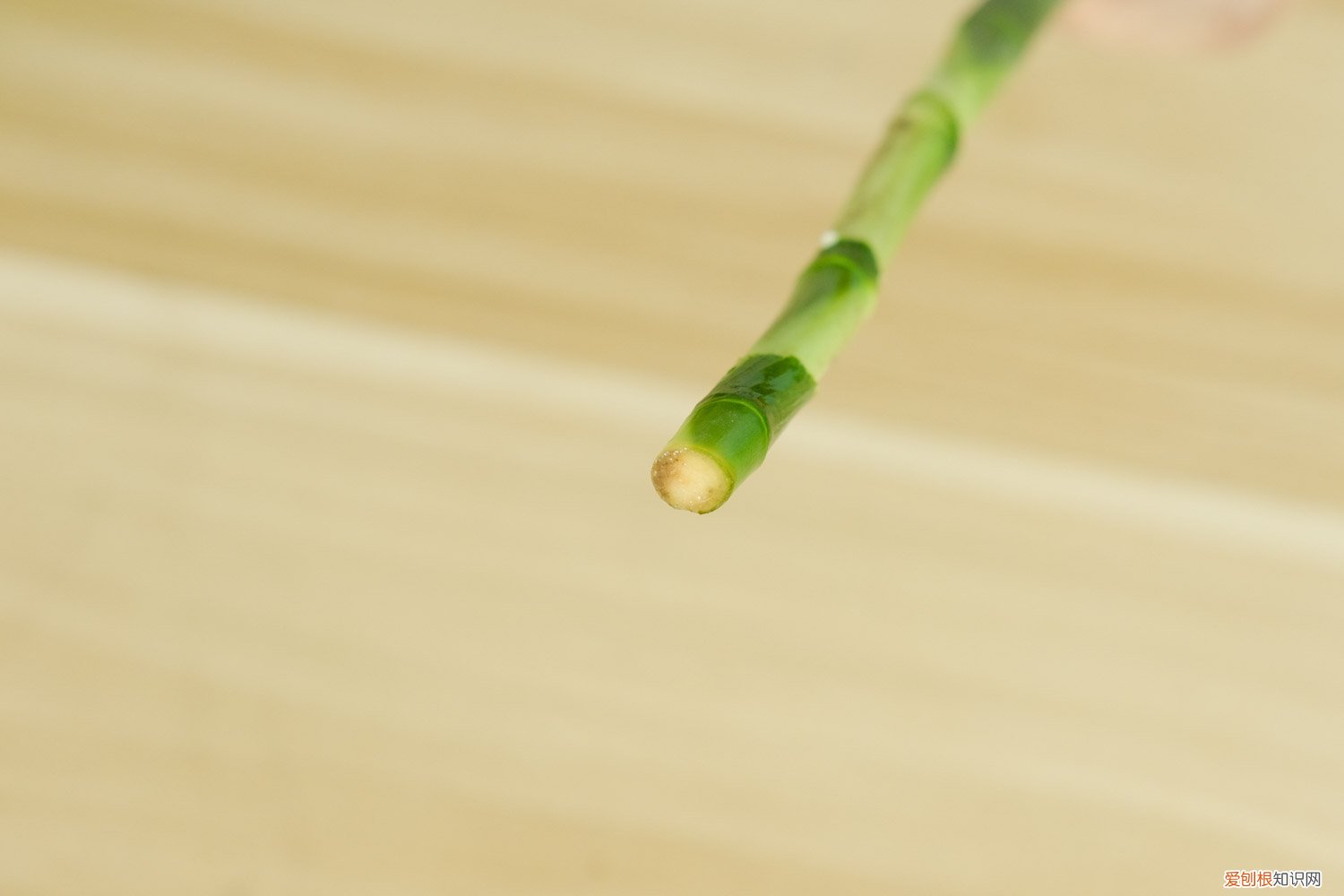 用淘米水养富贵竹好吗 富贵竹可以用淘米水养吗