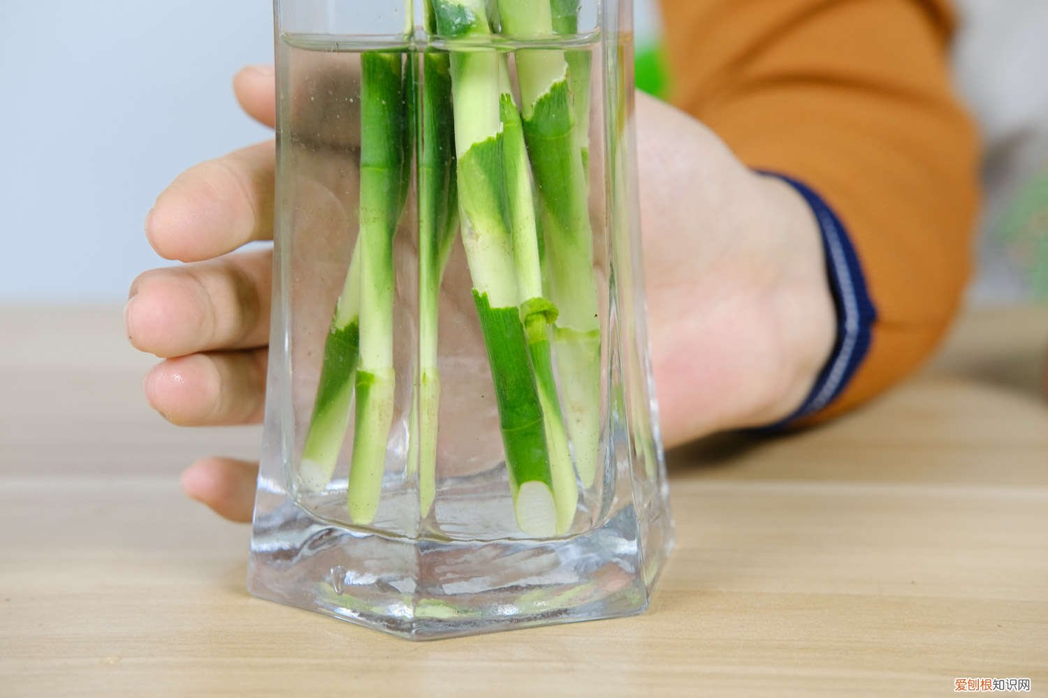 用淘米水养富贵竹好吗 富贵竹可以用淘米水养吗