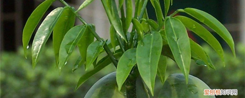 栗豆树怎么养殖 栗豆树怎么养