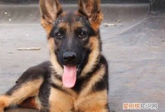 让狗害怕你有什么办法 让狗害怕你的办法