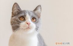 猫咪洗澡精神萎靡一直睡觉 小猫洗完澡没精神一直睡觉怎么办