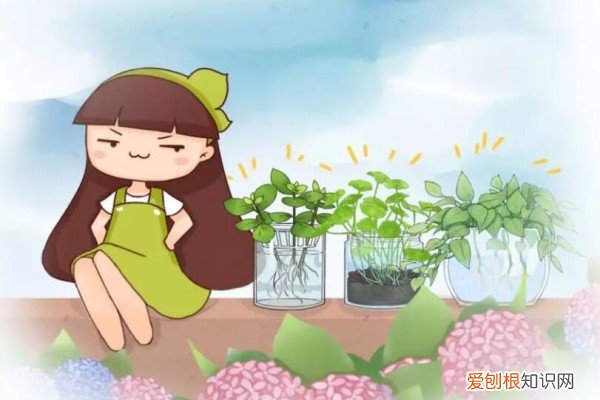 我家阳台上种了很多花 全小区都用它养花，1月不管，竟然满阳台疯长！