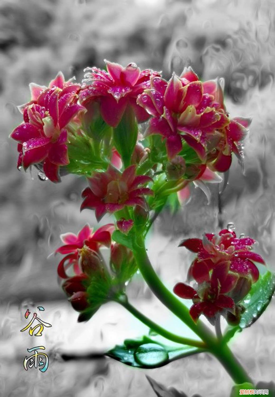 长寿花叶插方法和注意事项 长寿花叶插方法