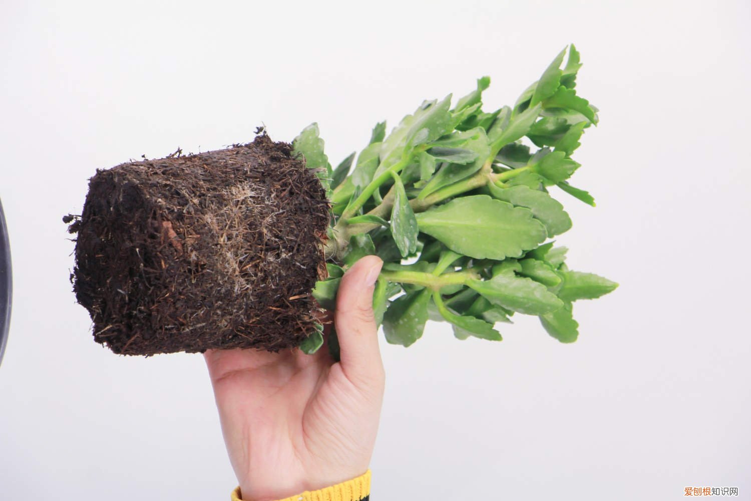 长寿花叶插方法和注意事项 长寿花叶插方法