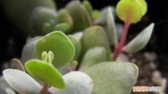 小红贝怎么养 小圆贝怎么养