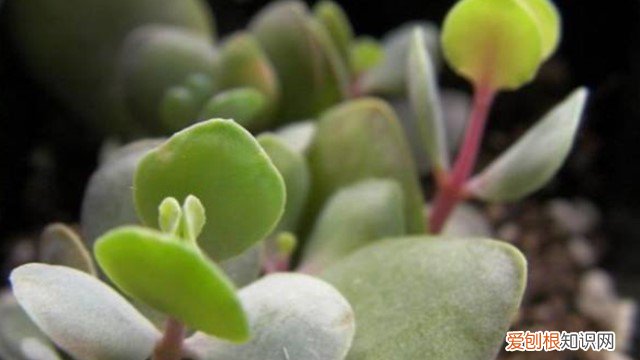 小红贝怎么养 小圆贝怎么养