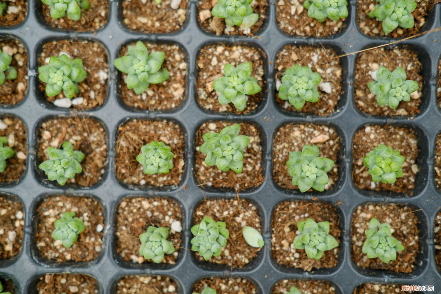 多肉大包子 一夜之间，多肉变成小包子，全家人都惊呆了！