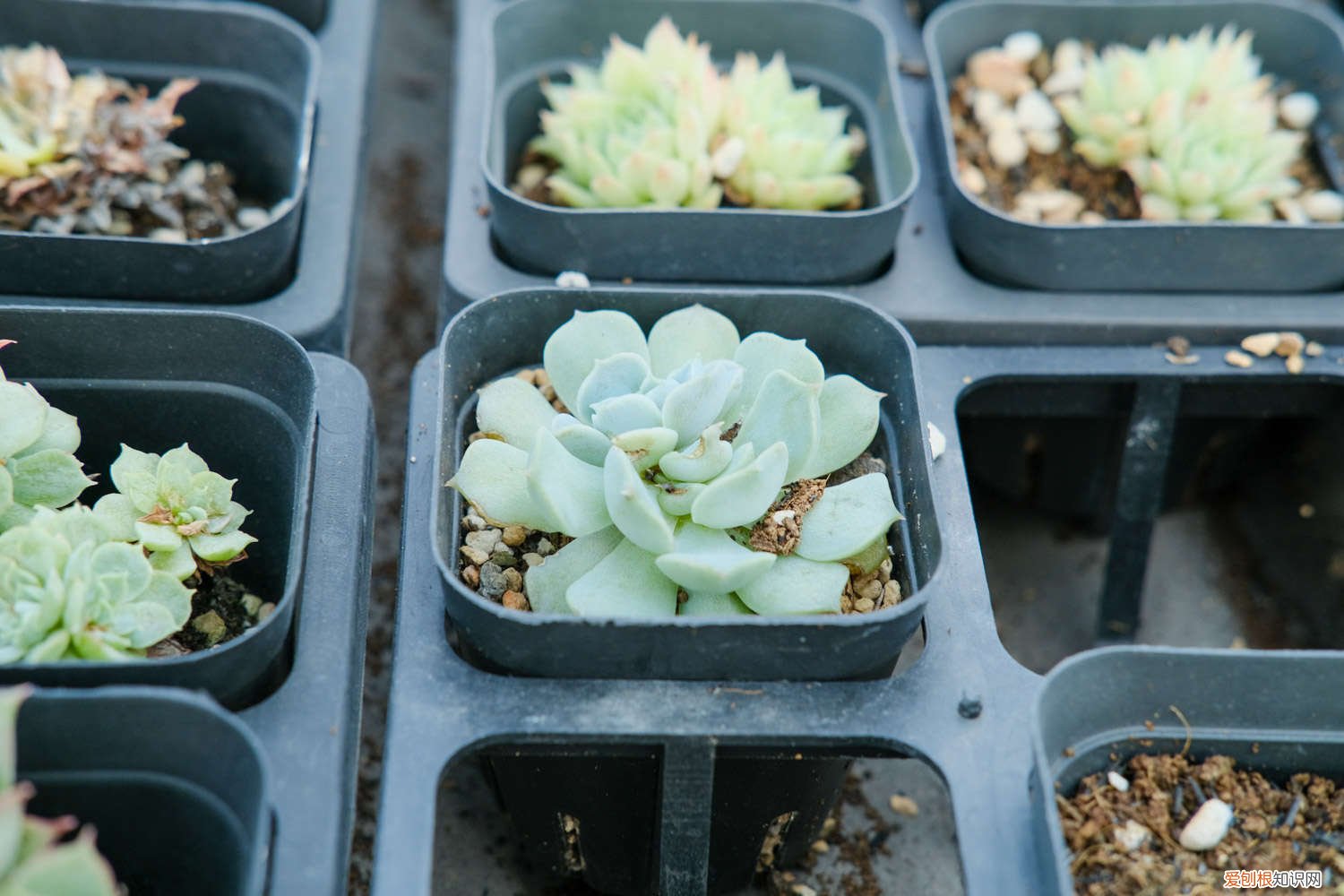 多肉大包子 一夜之间，多肉变成小包子，全家人都惊呆了！