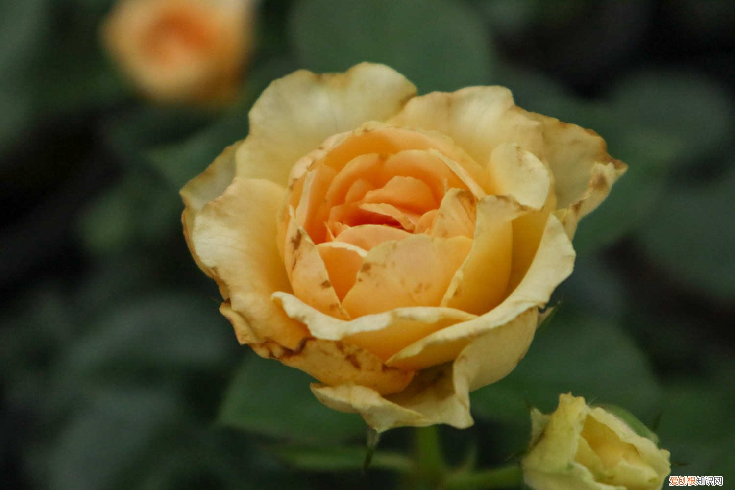 白色月季怎么养 白月季怎么养