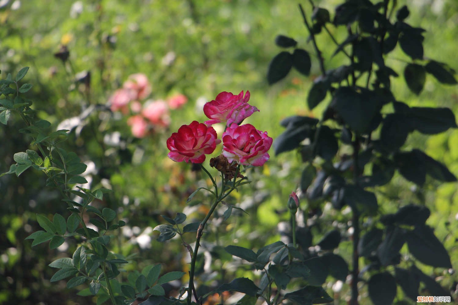 白色月季怎么养 白月季怎么养