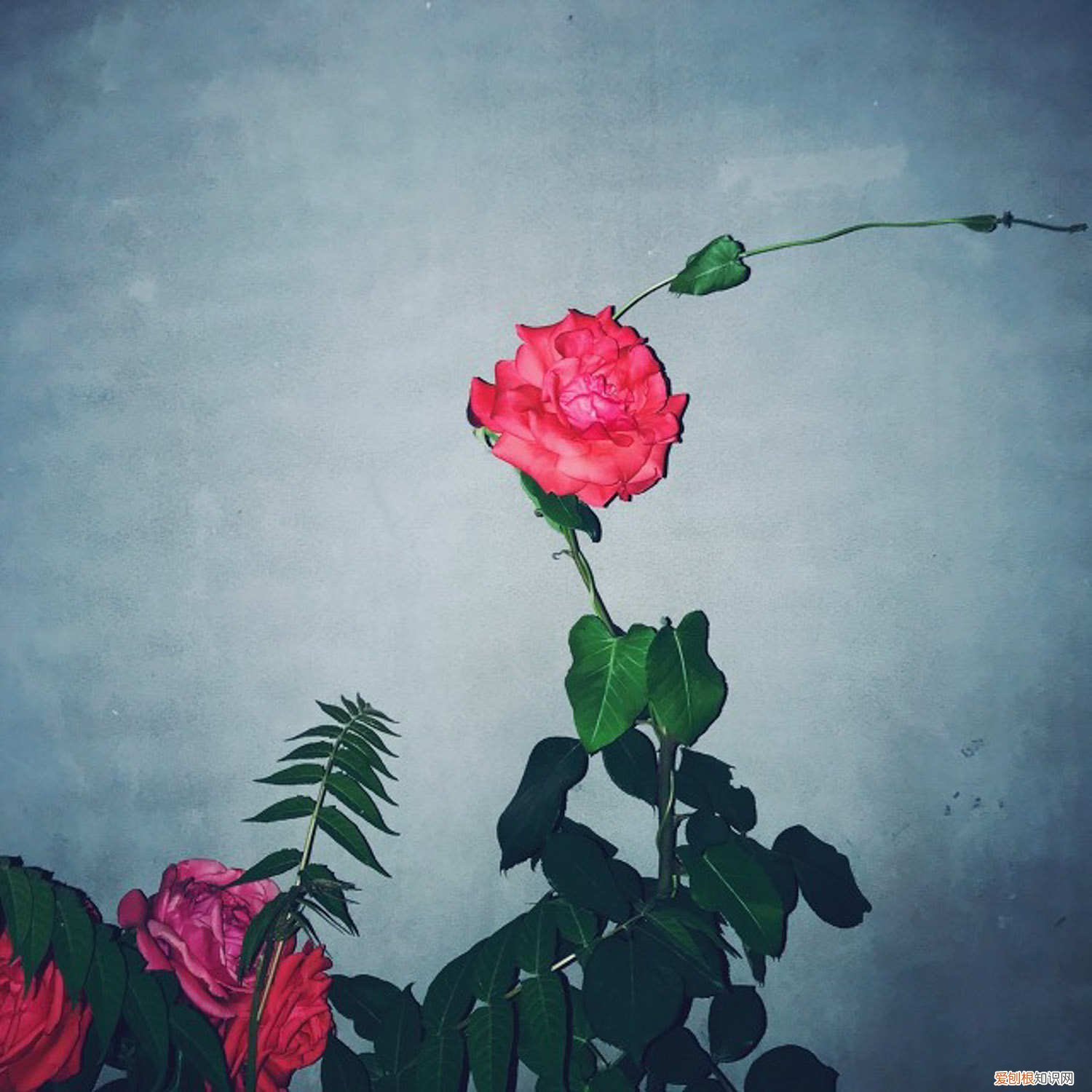 白色月季怎么养 白月季怎么养