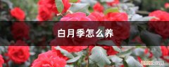 白色月季怎么养 白月季怎么养