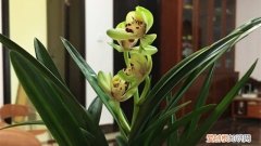 四季兰怎么养护浇水 四季兰怎么养