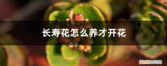 冬季长寿花怎么养才开花 长寿花怎么养才开花