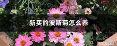 波斯菊花怎么养 新买的波斯菊怎么养