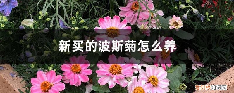 波斯菊花怎么养 新买的波斯菊怎么养
