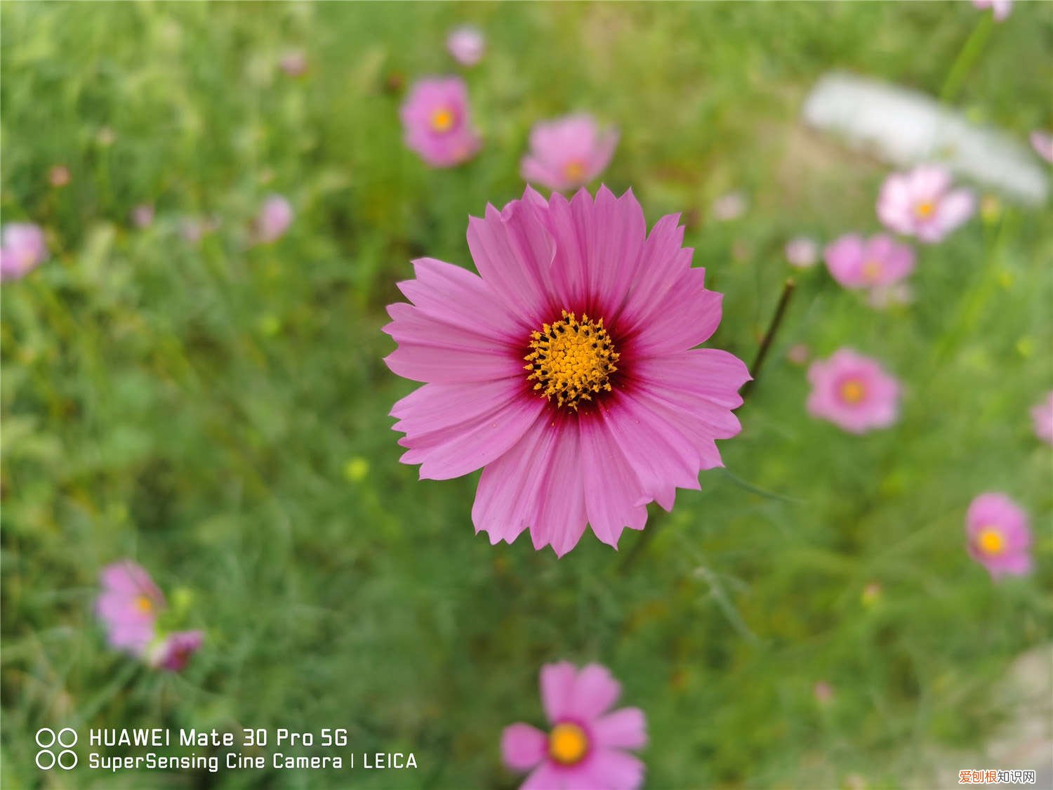 波斯菊花怎么养 新买的波斯菊怎么养