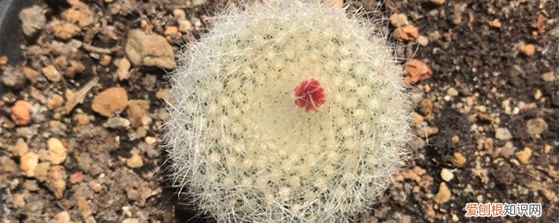 白雪光的养殖方法 白雪光怎么养，白雪光图片