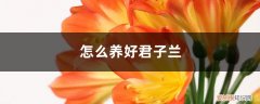 怎么养君子兰花 怎么养好君子兰