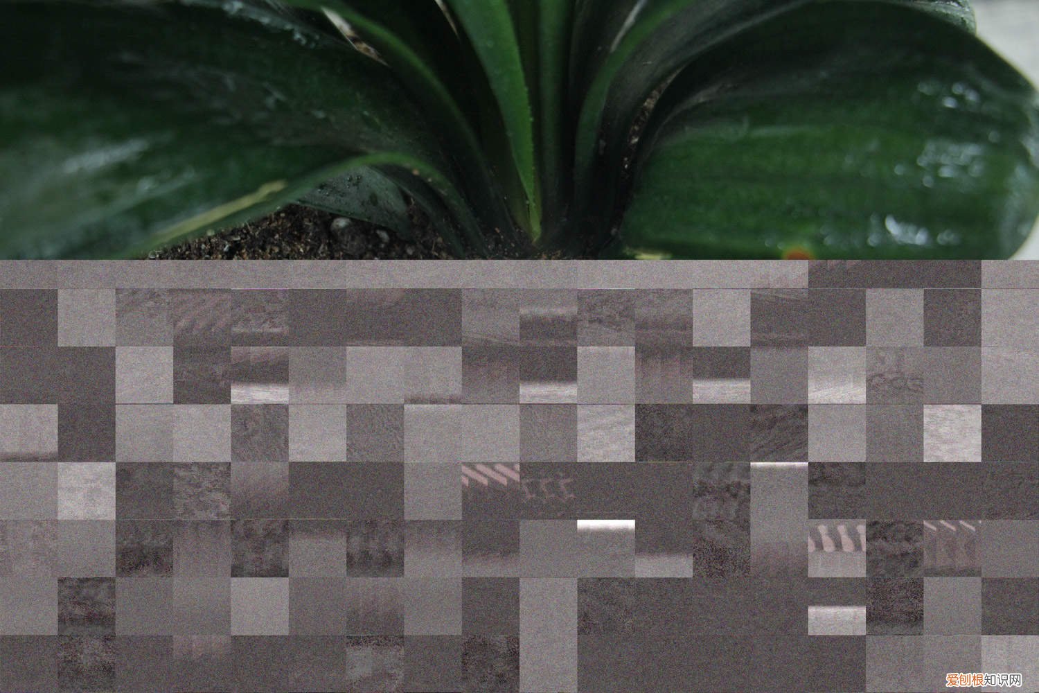 君子兰怎么养花才开得好 君子兰怎么养才能旺盛