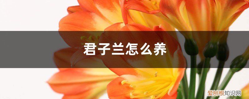 君子兰怎么养才能开花 君子兰怎么养