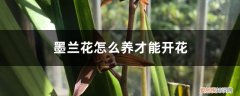 怎样养墨兰花才会开花 墨兰花怎么养才能开花