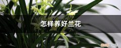 怎样养好兰花大一品 怎样养好兰花