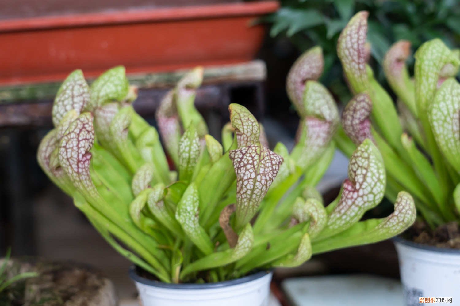 冬天可以给草浇水吗 瓶子草怎么浇水,冬天怎么养