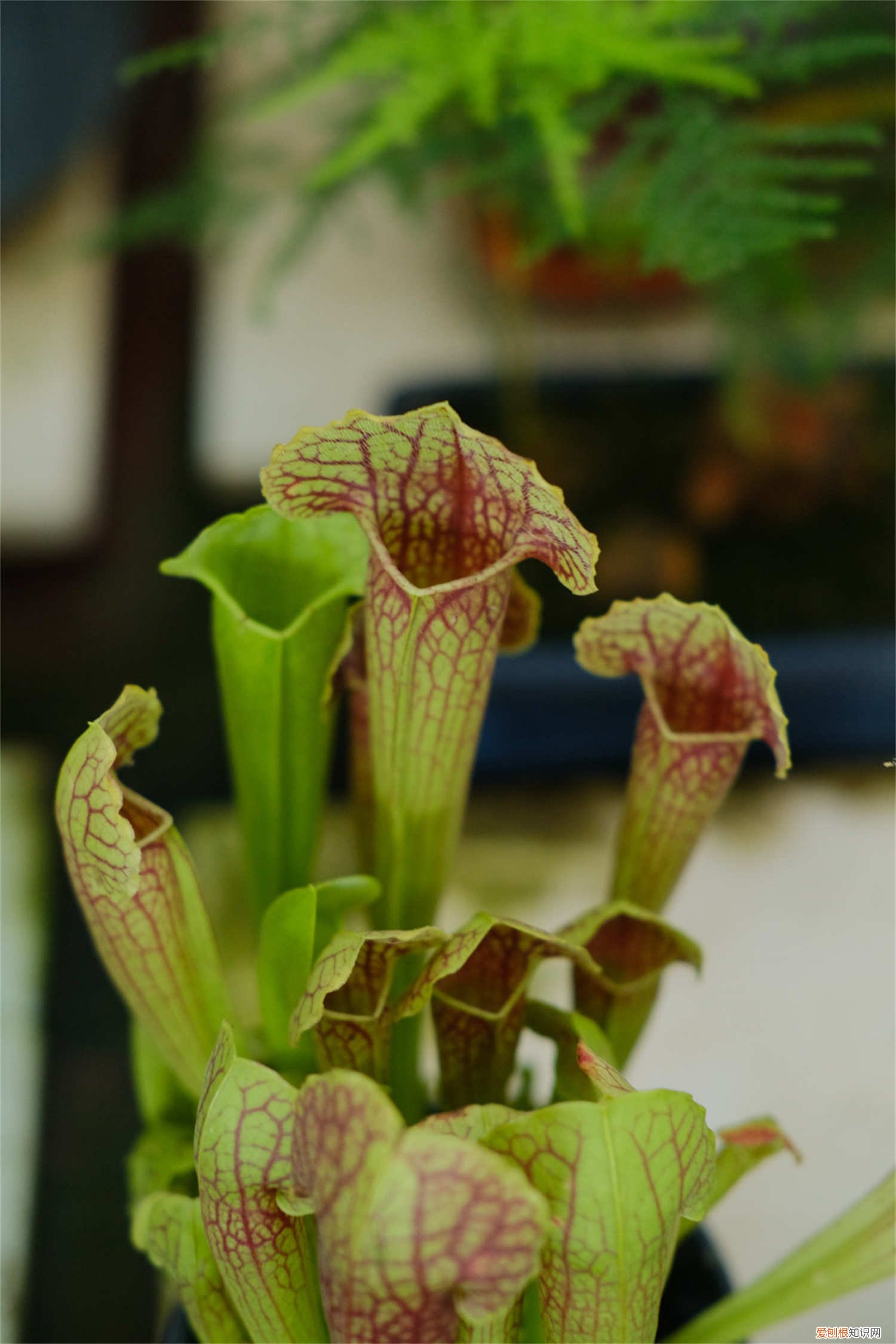 冬天可以给草浇水吗 瓶子草怎么浇水,冬天怎么养