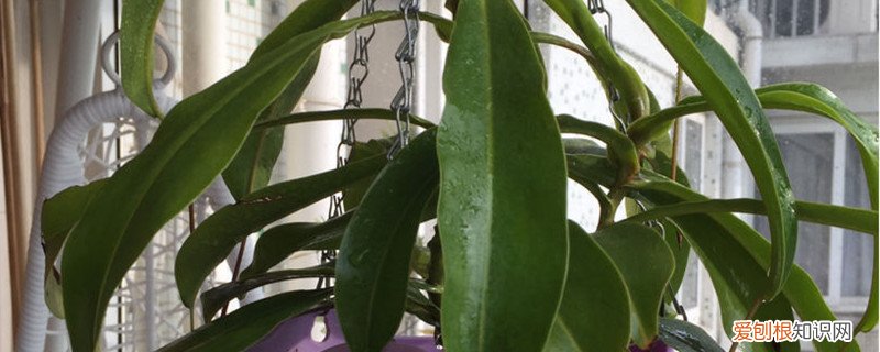 冬天可以给草浇水吗 瓶子草怎么浇水,冬天怎么养