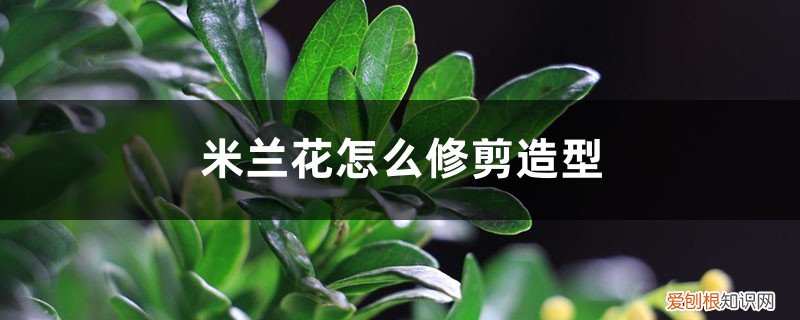 米兰花怎样修剪才好看 米兰花怎么修剪造型，几月份修剪