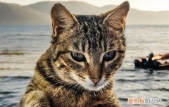 小猫几天睁眼睛自己能走 小猫几天能睁眼睛