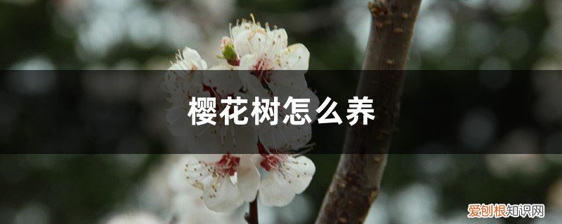 樱花树怎么养殖 樱花树怎么养