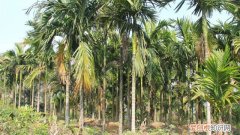 槟榔树的种植方法和技术 槟榔树的种植方法