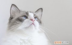 猫猫一直蹭手是什么意思 猫咪蹭手是什么意思