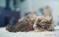 没满月的猫咪吃什么,每天需要喂几次 没满月的猫咪吃什么