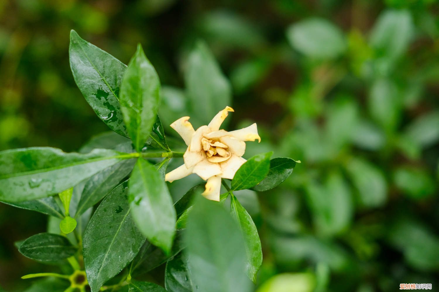 栀子花开败后怎么处理 栀子花开败后怎么处理