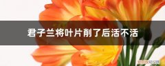 君子兰叶片全部切掉还能活吗 君子兰将叶片削了后活不活，只有根能活吗