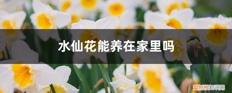 水仙花养家里好吗 水仙花能养在家里吗