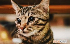 一个月小猫怎么喂养孟加拉豹猫F1 一个月小猫怎么喂养