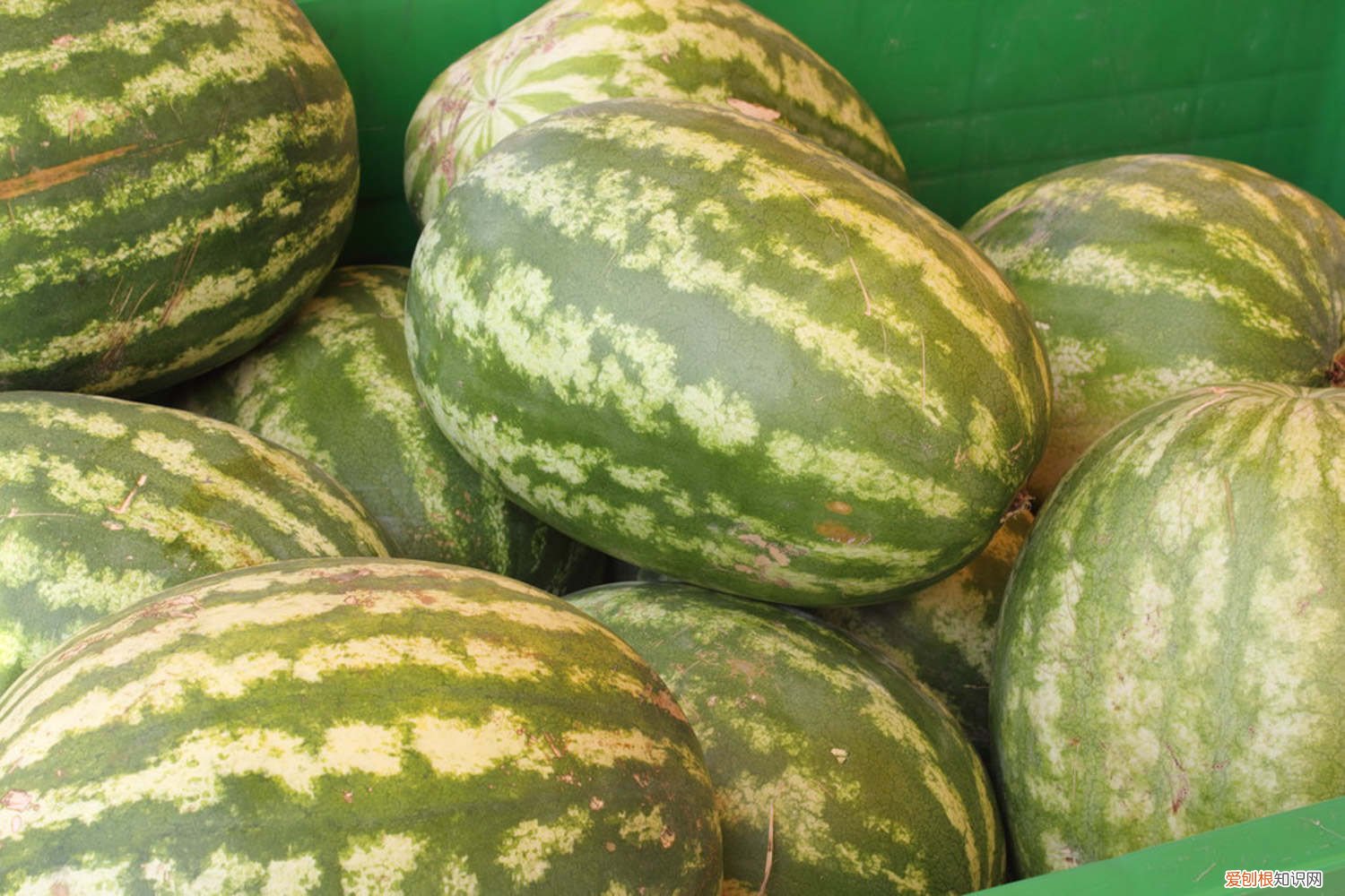 西瓜皮解暑吗 西瓜皮别乱扔，夏季解暑全靠它，效果赛过老人参！