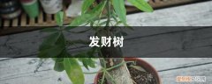 栀子花发财树 栀子长寿发财树天一热就打蔫？这么做，2天就能满血复活！