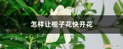 怎么才能让栀子花开花 怎样让栀子花快开花