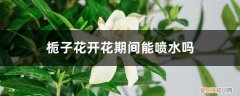 栀子花开花的时候可以喷水吗 栀子花开花期间能喷水吗